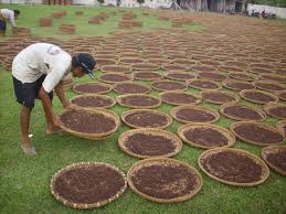 Petani Menjerit Harga Cengkeh Anjlok